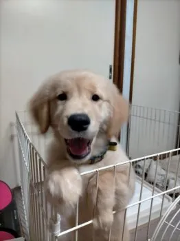 ペコ 様のお迎えした子犬
