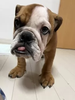 K.Ｉ 様のお迎えした子犬