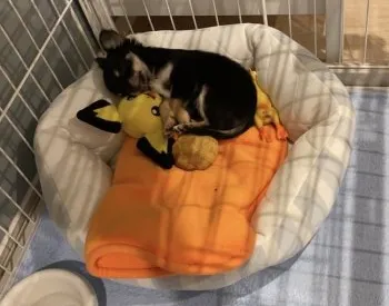 しずく 様のお迎えした子犬