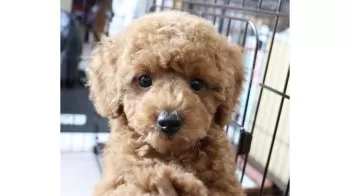 K.K 様のお迎えした子犬