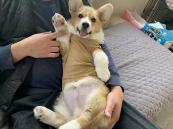 ミッコ 様のお迎えした子犬