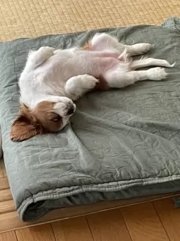 かばお 様のお迎えした子犬