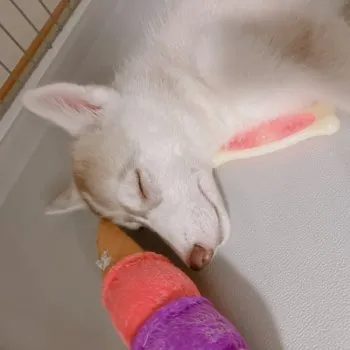 たかつきしゅうと 様のお迎えした子犬