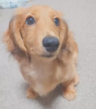 E.K 様のお迎えした子犬