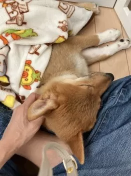 福来 様のお迎えした子犬