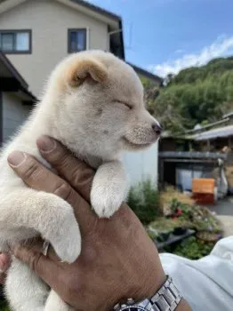 ココ66 様のお迎えした子犬