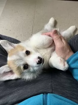 T.T 様のお迎えした子犬