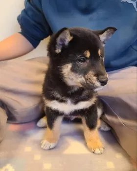 T.S 様のお迎えした子犬