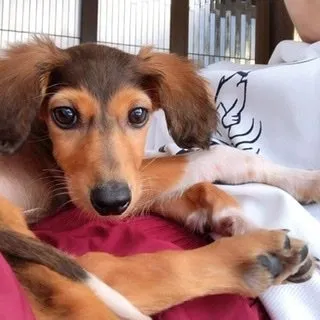 さっちー 様のお迎えした子犬