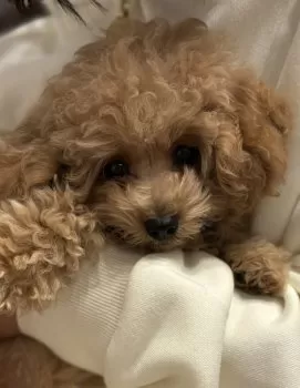 ココちゃんパパ 様のお迎えした子犬