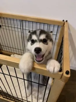 Y.N 様のお迎えした子犬