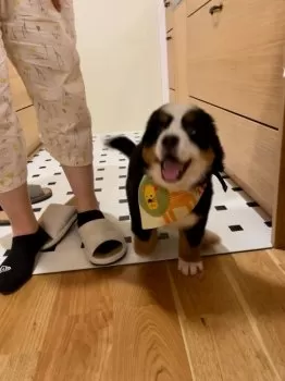 シガ 様のお迎えした子犬