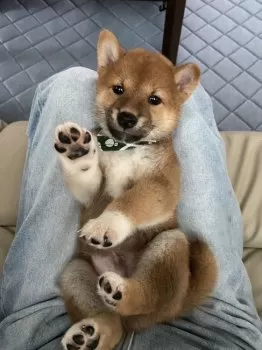 ゆみ 様のお迎えした子犬