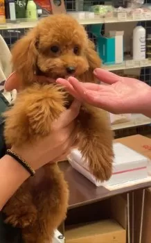 M.H 様のお迎えした子犬