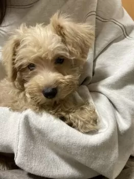 H.H 様のお迎えした子犬