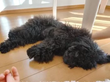 S.N 様のお迎えした子犬