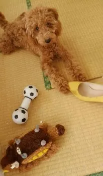 ばやこ 様のお迎えした子犬