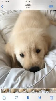 アロ 様のお迎えした子犬