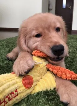 Yamaco 様のお迎えした子犬