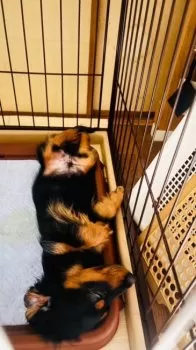 M.I 様のお迎えした子犬