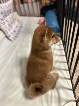 M.K 様のお迎えした子犬