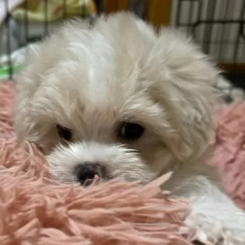 K.U 様のお迎えした子犬