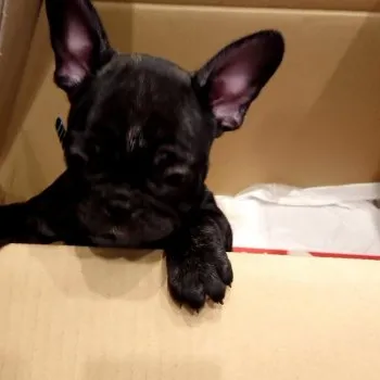 山猫 様のお迎えした子犬
