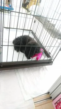 ヤヨ❤ 様のお迎えした子犬