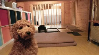 fjvps 様のお迎えした子犬