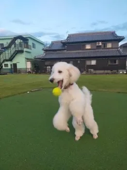 t.k 様のお迎えした子犬