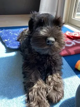 M.U 様のお迎えした子犬