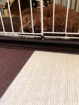 優 様のお迎えした子犬