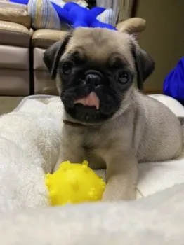 K.M 様のお迎えした子犬