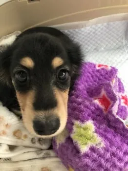 ゆうこ 様のお迎えした子犬