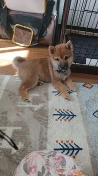おもちゃん 様のお迎えした子犬