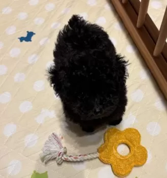TM 様のお迎えした子犬