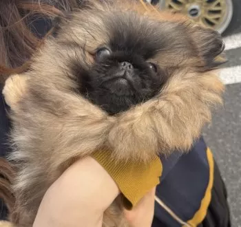 すいちゃん 様のお迎えした子犬