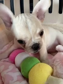 BOO3 様のお迎えした子犬