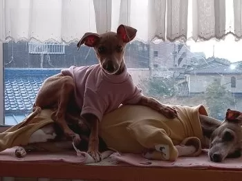 S.Ｉ 様のお迎えした子犬