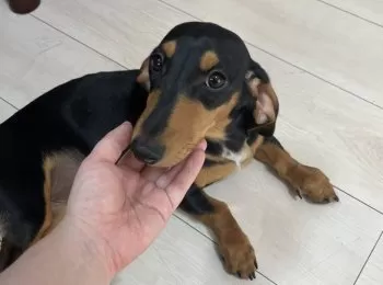 N 様のお迎えした子犬
