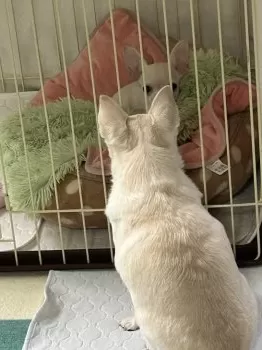 M.S 様のお迎えした子犬