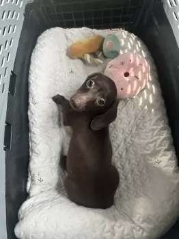 H.S 様のお迎えした子犬