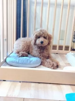 めぐ 様のお迎えした子犬