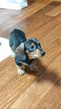 M 様のお迎えした子犬