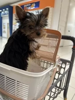 T.K 様のお迎えした子犬