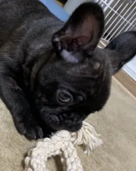 グスママ 様のお迎えした子犬