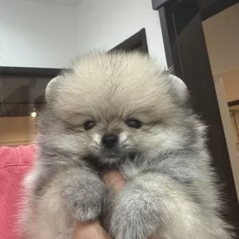 りな 様のお迎えした子犬