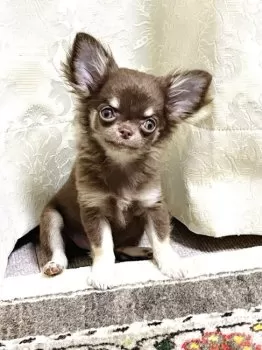T.S 様のお迎えした子犬