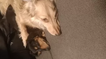 Sara 様のお迎えした子犬