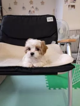 E.F 様のお迎えした子犬